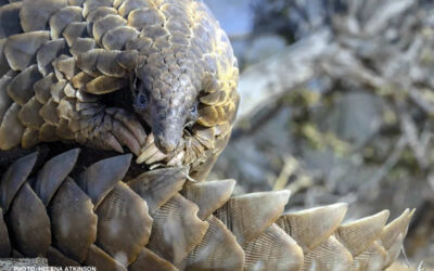 Re-wilding pangolins in the Northern Cape