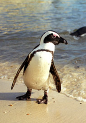 African Penguin