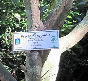 tree-labelling-1