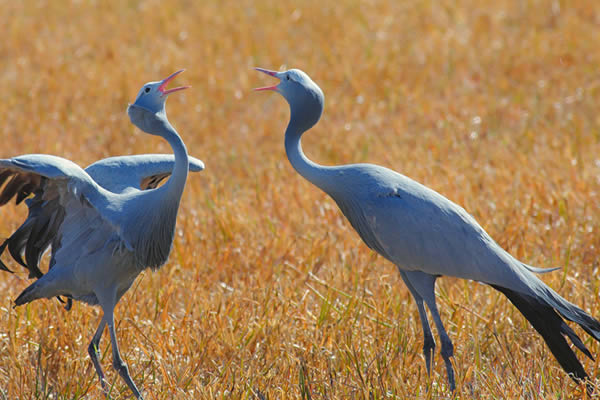 blue-cranes Blue Cranes<br />