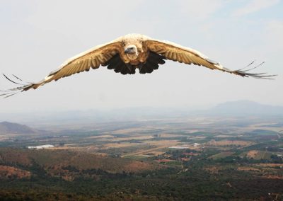 vulture project