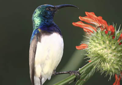 white-bellied-sunbird White bellied sunbird