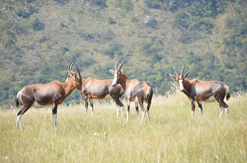 Blesbok grazing at Umngeni Valley Nature Reserve