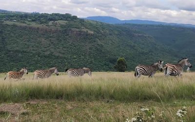WESSA launches new Anti-Poaching Unit at uMngeni Valley Nature Reserve