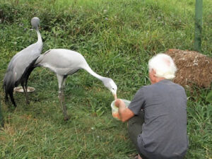 Blue Crane project, Magaliesberg