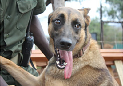 White bellied sunbird