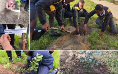 Western Cape: Firgrove and Kwa-Faku Primary schools join the One Million Trees project