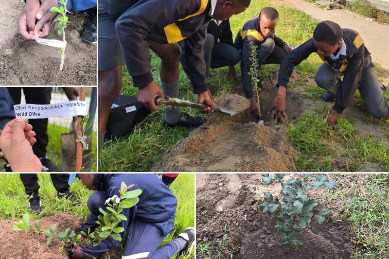 1 million trees project