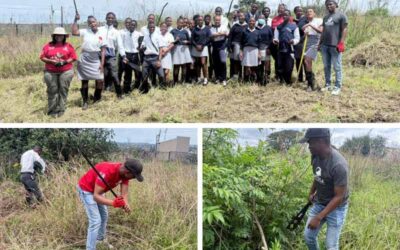 Mzuvele High School restores two hectares through alien invasive removal