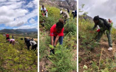 Western Cape: Youth collaborate to clear alien invasive plants in Tokai Forest