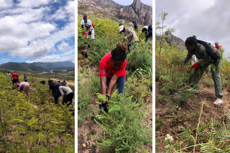 Western Cape: Youth collaborate to clear alien invasive plants in Tokai Forest