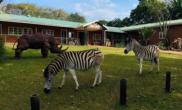 uMgeni Valley zebra