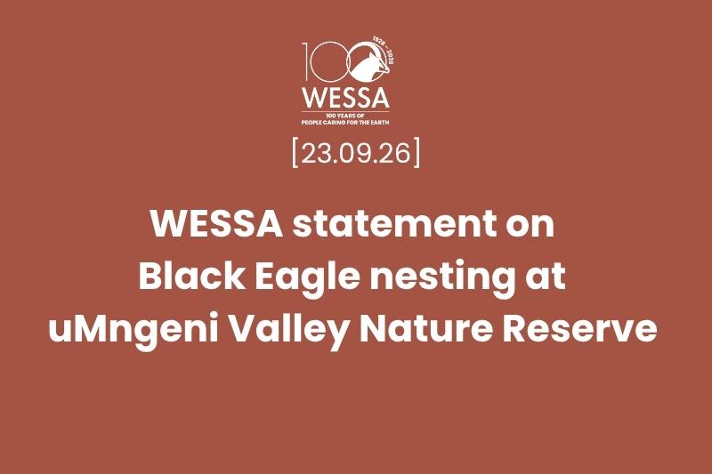 Black Eagle nesting at uMngeni Valley